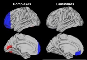 Plongée dans le cerveau des « surdoués »